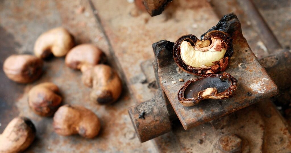 Cashew nut cracked open