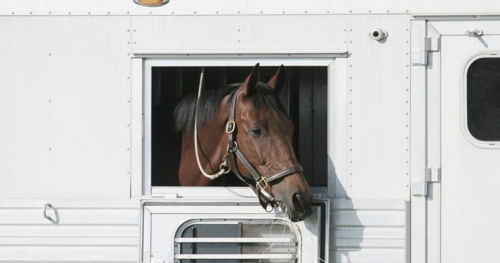 Brown horse looking out white trailer window