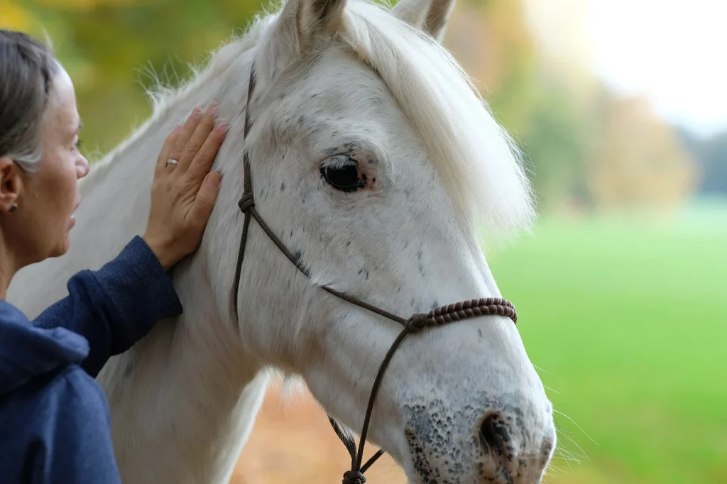 gray horse head with hand petting