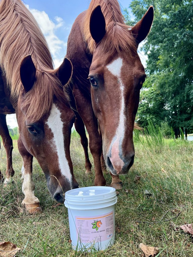 two horses looking at c2 supplement bucket out in the field