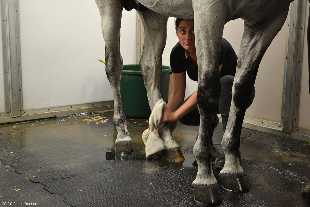 Bathing horse with free fecal water syndrome