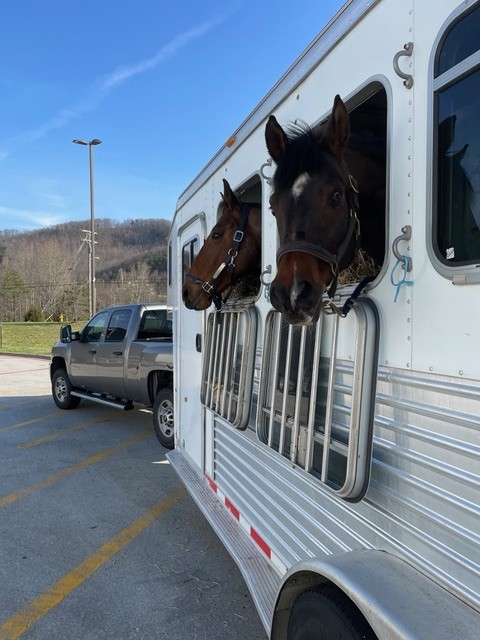2 horses looking out of side view of horse trailer